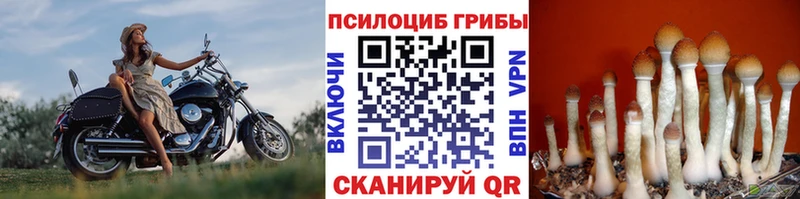 Купить  Лиски  Псилоцибиновые грибы Cubensis 